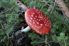 Wald 1