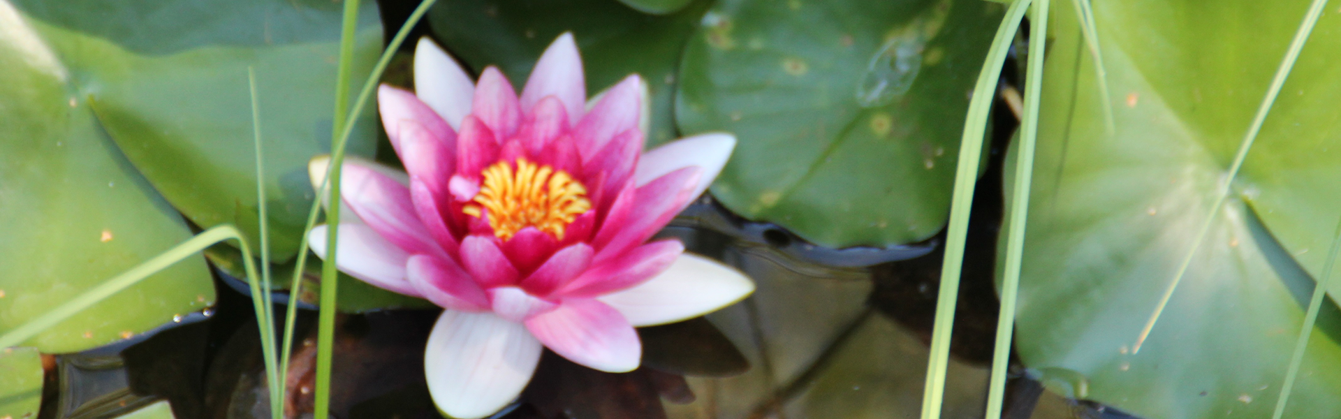 Header1 - Grundschule Jesenwang