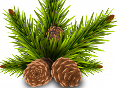 24962.png 24962.png