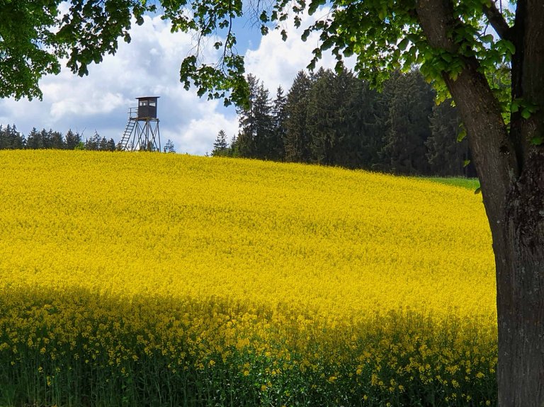 Mai in gelber Rapsblütenpracht2